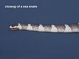 closeup of a sea snake