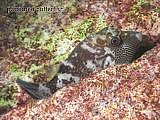 pufferfish Canthigaster amboinensis