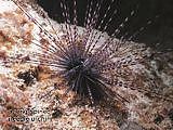 long-spined needle urchin Diadema setosum
