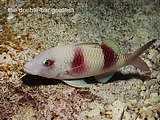 double-bar goatfish. Paraupeneus bifasciatus