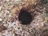 a colony of needle urchins