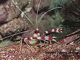 banded cleaner shrimp Stenopus hispidus