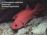 white-tipped soldierfish Myripristis vittata