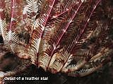 close up of a feather star