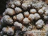 detail of acropora plate coral