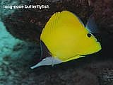 long-nose butterflyfish. Forcipiger flavissimus