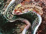 the tridacna giant clam Tridacna maxima.