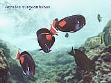 Achilles surgeonfishes
