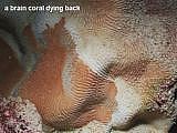 a brain coral dying back