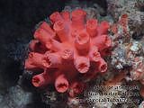 Turret coral Tubastrea sp