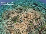 leathery corals and hard corals in SE coast of Niue