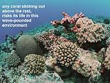 healthy corals in the SE coast of Niue