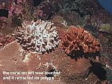 coral polyps retract when touched