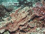 large corals between Avatele & Matavai   Acropora species.