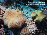two leathery corals  Sarcophyton elegans.