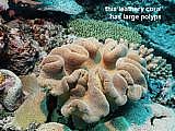 this leathery coral has large polyps Sarcophyton elegans.