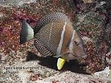 speckled surgeon fish Acanthurus guttatus