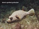 black spotted pufferfish  Arothron nigropunctatus