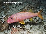 unidentified goatfish  Mulloidichthys auriflamma