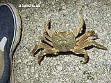 land crab Geograpsus crinipes