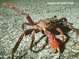 large red land crab Discoplax longipes