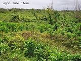 agriculture in Niue