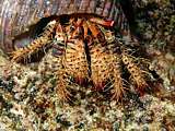 close-up of a hermit crab (Aniculus sp)