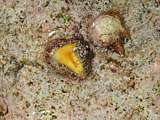 strange limpets with yellow foot