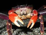 longlegged land crab (Discoplax longipes)