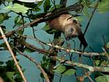 a young fruit bat