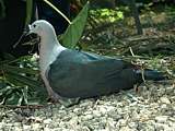 native wood pigeon