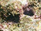 small needle urchins