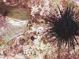 sea urchins are industrious burrowers,