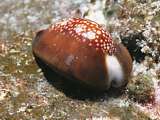 a common cowrie (Cyprea sp.)