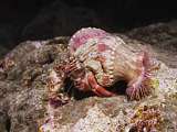 large-eyed hermit crab (Dardanus gemmatus)