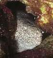 peppered moray eel (Siderea picta)