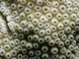 super close-up of coral
