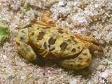 Sponge crab (Dromia erythropus?)