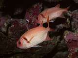 epaulette soldierfish (Myripristis kuntee)