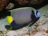 male emperor angelfish (Pomacanthus emperator)