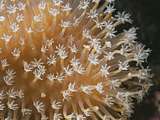 close-up of coral tentacles