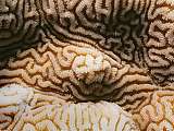 closeup of brain coral