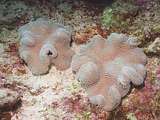 leathery coral with long polyps (Sarcophyton trocheliophorum)