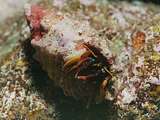 unidentified hermit crab