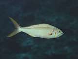 smalltooth jobfish (Aphareus furca)