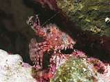 marble humpback shrimp (Saron sp.)
