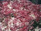 red calcareous seaweed