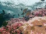 grazing surgeonfish above pink paint coralline algae