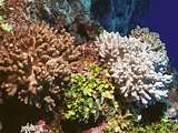 polyps withdraw after touching from leathery corals