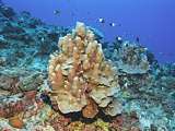 recovering wonderland of corals and fish